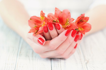 Woman cupped hands with red manicure holding beautiful flowers