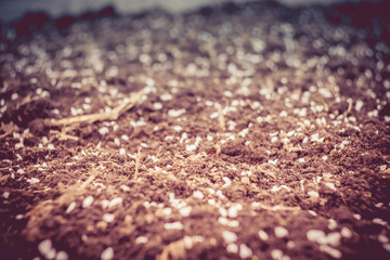 White Petals on Ground Retro
