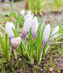 Flowers of crocuses after rain.