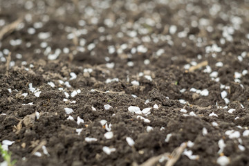 White Petals on Ground
