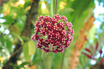 Red hoya flower in rain forest