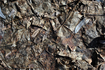 Last year's rotten gray leaves, maple and willow, background, grunge texture