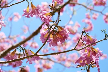 Pink tabebuia rosea blossom cherry flowers closeup on blue sky background
