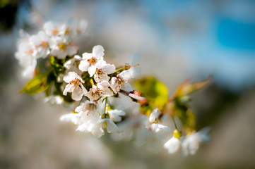 Bokeh fioritura del ciliegio