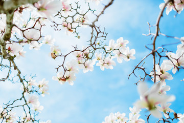 Blooming white magnolia and blue sky. White flowers on tree. Floral background