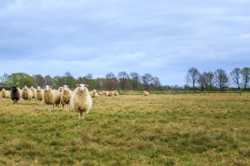 Schafe auf einer Wiese mit interessiertem Blick