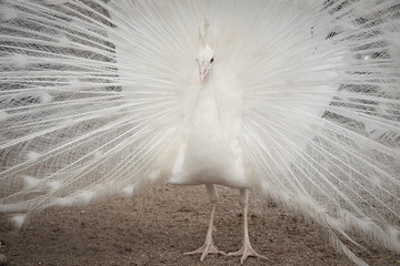 Close-up white peacock on spreading tail-feathers
