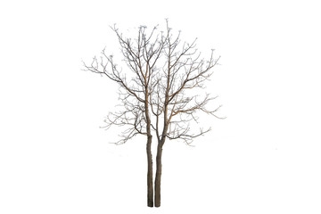 Fototapeta premium The tree branch isolated on white background