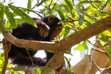 Chimpanzee