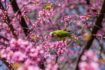Argentine parrot eating flowers in a tree