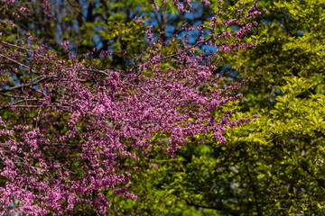 Obraz premium Spring garden flowers