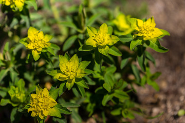 Euphorbia Polychroma