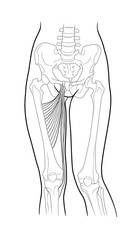 Thin thigh muscle, long adductor hamstrings, short adductor femur and female skeleton and bones of the legs, front view. On a white background