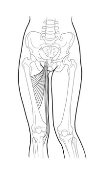 Thin thigh muscle, long adductor hamstrings, short adductor femur and female skeleton and bones of the legs, front view. On a white background