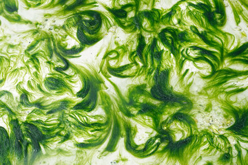 Algal bloom in a tropical ocean.