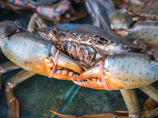 Giant mud crab in market
