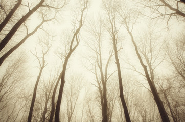 misty forest background