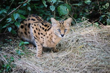 Serval cat