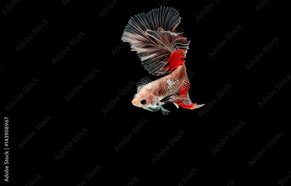 Wall mural betta fish, siamese fighting fish, betta splendens isolated on black background