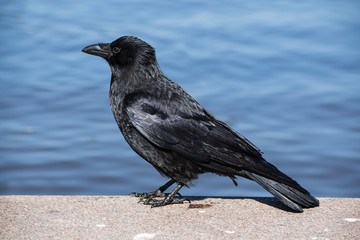 Carrion crow (Corvus corone) stands on a stone wall at the water, blue background