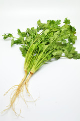Fresh coriander bunch