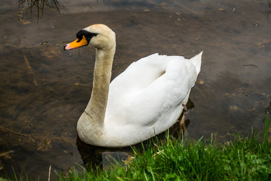 White Swan,Italy,Vicenza,26 March 2017,the fauna of Lake Fimon white Swan