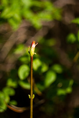 The magic of old lenses