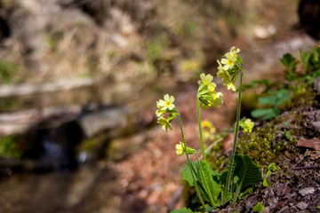 The magic of old Lenses Auto Revuenon 28mm f/1.8