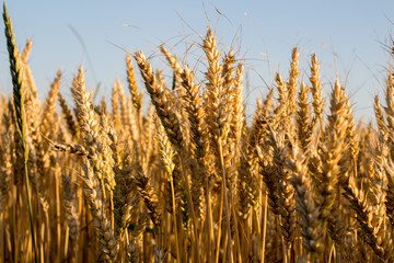 wheat under blue sky