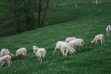 Obraz premium Morning mountain sheep pasture