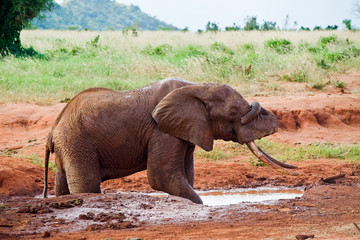 African elephant pours mud