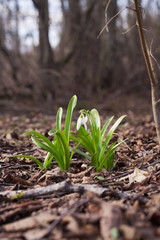 Galanthus elwesii (greater snowdrop)
