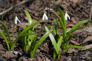 Galanthus elwesii (greater snowdrop)