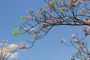 Pink trumpet tree are on blue sky background