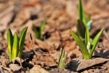 Scilla siberica (Siberian squill or wood squill)