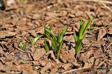 Scilla siberica (Siberian squill or wood squill)