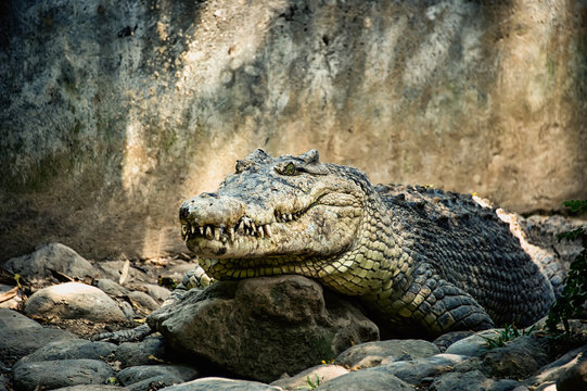 big green crocodile with a closed mouth and large teeth on the rocks