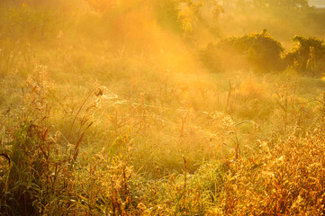 Jesienna łąka w mglisty poranek. - obrazy, fototapety, plakaty