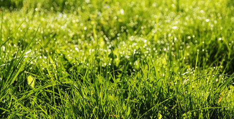 Spring background abstract with fresh green grass and dew drops in the lawn, panorama format