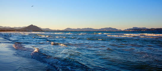 aves on the seashore