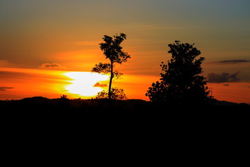 Fototapeta na wymiar tree and branch silhouette at sunset in sky beautiful landscape