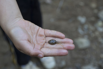 Hand holding a tadpole