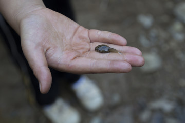 Hand holding a tadpole