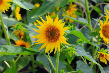 sunflowers yellow blooming  in garden flower beautiful