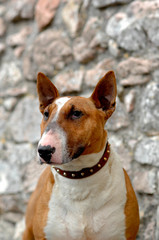 Portrait of a Bull Terrier dog