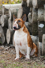 Portrait of a Bull Terrier dog