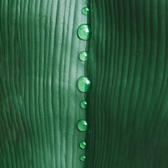Water drops on green tropical leaf