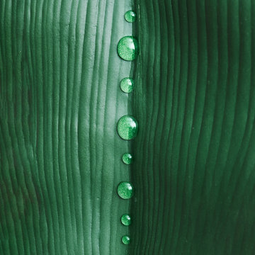 Fototapeta Water drops on green tropical leaf