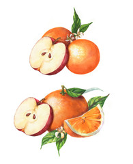 Hand-drawn watercolor fruits clip art. Isolated illustration of the sliced red apples and juicy oranges on the white background. Food drawing for package, poster, banner, advertisement.
