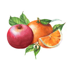 Hand-drawn watercolor fruits clip art. Isolated illustration of the red apple and juicy oranges on the white background. Food drawing for package, poster, banner, advertisement.